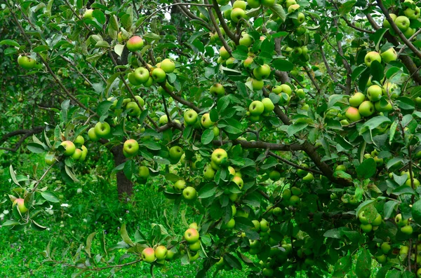Дерево Яблоками Саду Зеленом Фоне Природы — стоковое фото
