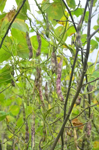 Větve Vinice Rostlin Visícími Fazolovými Plody Zahradě Jako Pozadí — Stock fotografie