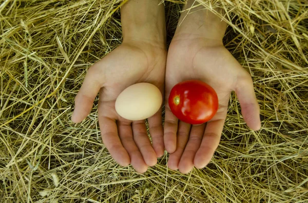 Pomme Tomate Sur Paume Contre Foin — Photo