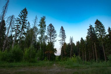 Akşamları güzel orman ufku