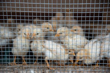 Tavuklar ağın arkasındaki kafese kapatıldı.