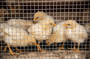 Tavuklar ağın arkasındaki kafese kapatıldı.