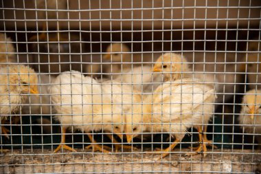 Tavuklar ağın arkasındaki kafese kapatıldı.