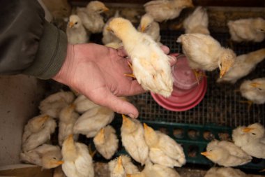 Bir kafeste tavuklar yiyeceği gagalıyor ve evcil bir şekilde avuç içine atlıyor.