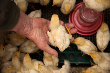 Bir kafeste tavuklar yiyeceği gagalıyor ve evcil bir şekilde avuç içine atlıyor.