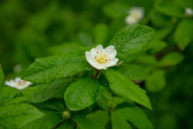 Ayva ağaçlarında beyaz çiçekler