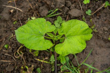 Baharda bahçede fasulye filizleri