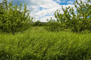 Güneşli bir bahar gününde bahçedeki uzun, sulu çimenler güzel bir gökyüzüne karşı.