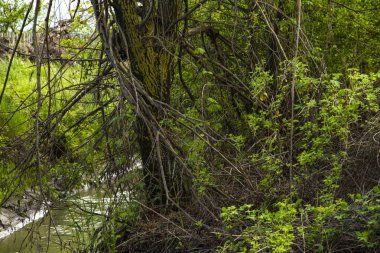 Çalılıklarda ağaç, hendeğin yanında kuru dallar var.