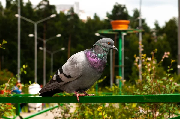 Duif Kijkt Uit Het Park Staande Het Hek Een Zomerdag — Stockfoto