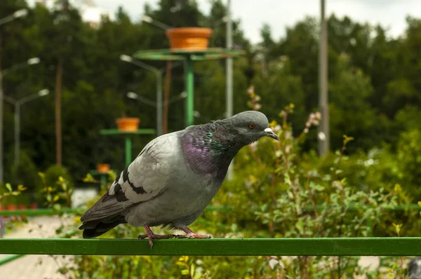 Pombo Curiosamente Estendeu Pescoço Olha Para Frente Para Parque Sobre — Fotografia de Stock