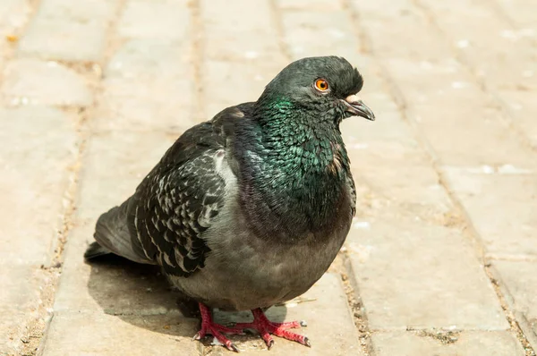 Duif Verdrietig Zittend Stoep Zomer Stad Een Heldere Dag — Stockfoto