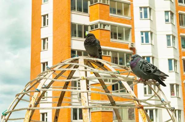 Twee Duiven Een Metalen Constructie Stad Zomer — Stockfoto