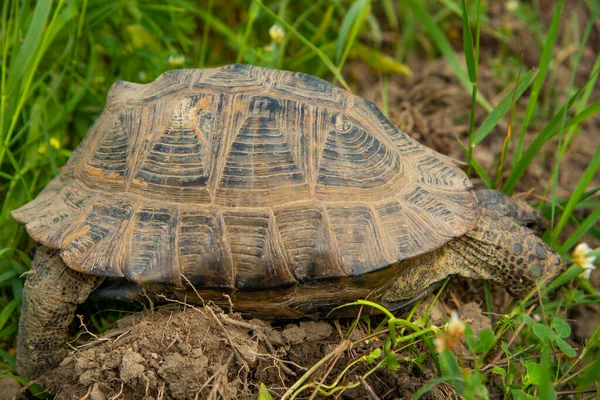 Turtle Βόλτες Στη Φύση Μια Καλοκαιρινή Μέρα — Φωτογραφία Αρχείου
