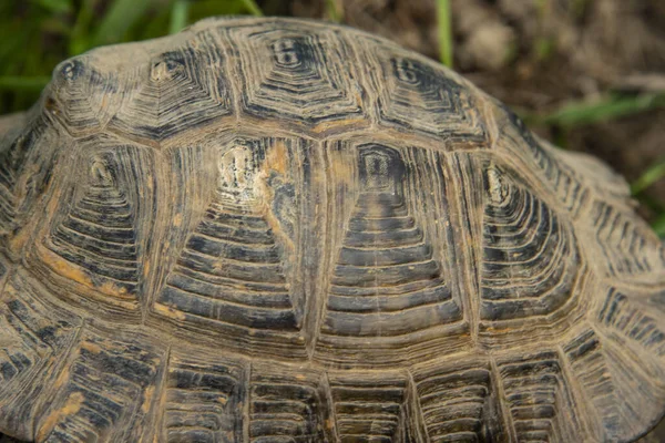 Kaplumbağa Kabuğunun Desenli Arka Planı — Stok fotoğraf