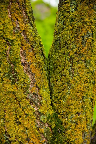 Mossa Stammen Ett Mullbärsträd — Stockfoto