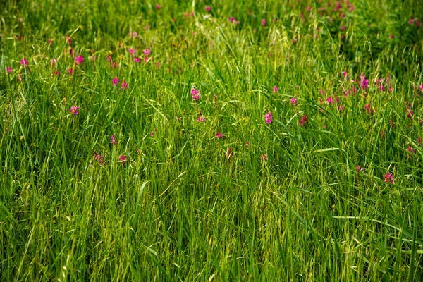 美しい空とピンクの花の咲く草原を背景に庭の晴れた春の日に高いジューシーな草 — ストック写真