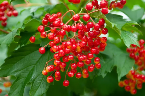 Ağaçların dallarındaki güzel Rowan meyveleri doğanın en parlak anlarını gösteren kırmızı canlı ruh halleriyle doludur.