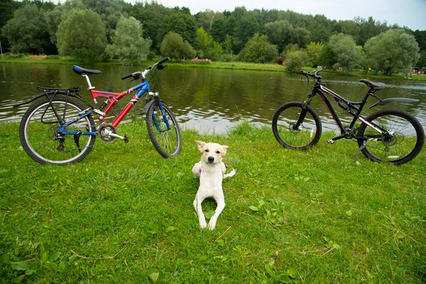 Собака Охраняет Велосипеды Владельцев Парке Реки Летний День — стоковое фото