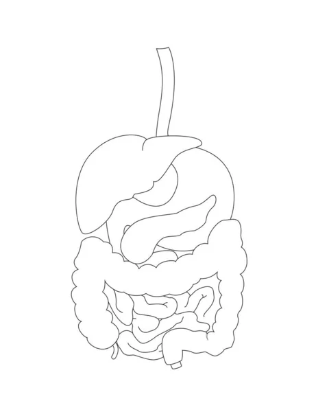Concept Human Digestive System Outline Illustration Banner Book Cover Educational — Image vectorielle