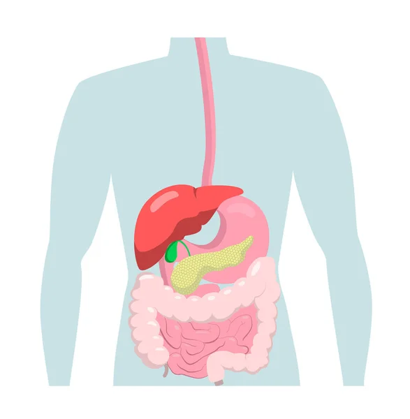 Concept Digestive System Shown Human Body Silhouette Background Flat Realistic —  Vetores de Stock
