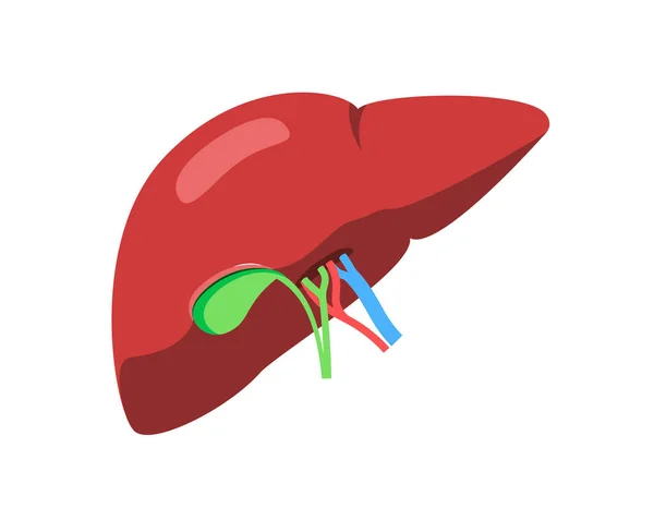 Medical Illustration Liver Gallbladder Bile Ducts Blood Vessels Entering Organ — 图库矢量图片