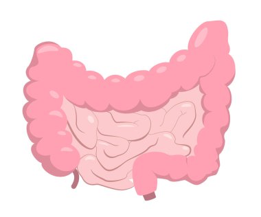 Bağırsağın gölgeli ve röfleli gerçekçi bir tablosu. Eğitim ya da eczane kullanımı için insan anatomisi kavramı. Vektör illüstrasyonu