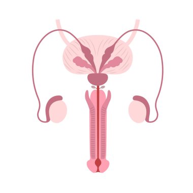Diagram of the anatomy of male reproductive organs on white background. Vector illustration