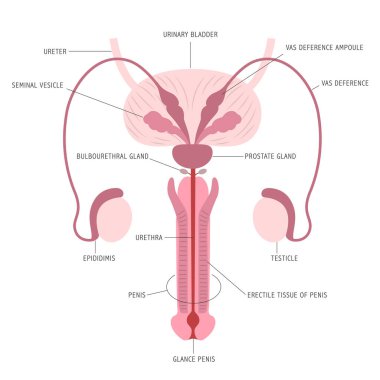 Infographic of the anatomy of male reproductive organs on white background with captions. Vector illustration clipart