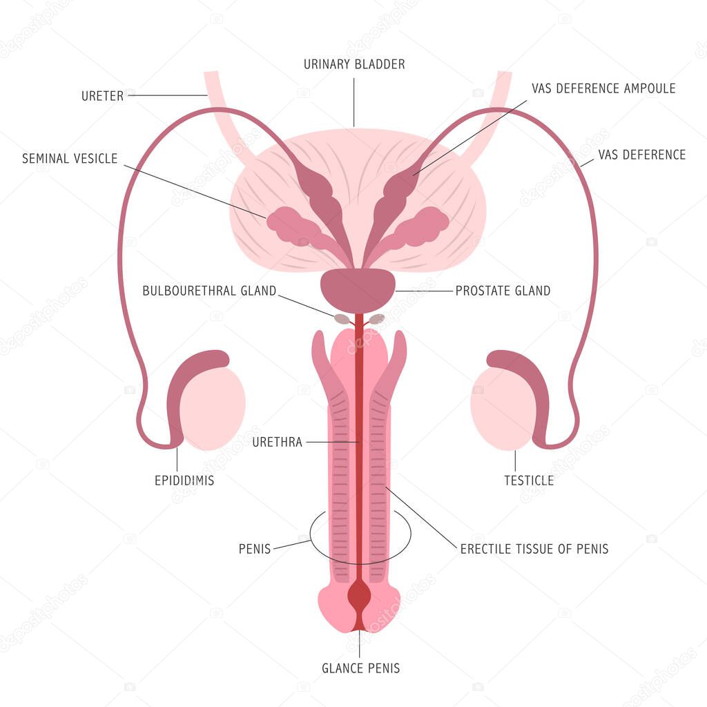 Infographic of the anatomy of male reproductive organs on white background with captions. Vector illustration