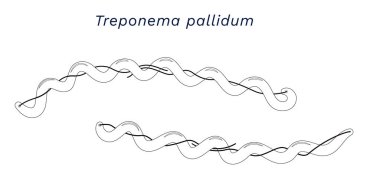 Line drawing of Treponema pallidum the pathogen of syphilis bacterias external anatomy. Vector illustration clipart