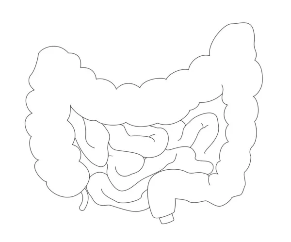 影とハイライトと現実的なスタイルで腸の医療概要チャート 教育や薬局の使用のための人間の解剖学的概念 ベクターイラスト — ストックベクタ