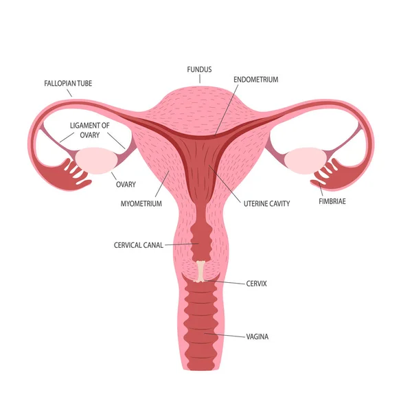 Плоска Ілюстрація Жіночих Репродуктивних Органів Підписами Анатомічних Атласів Книги Або — стоковий вектор