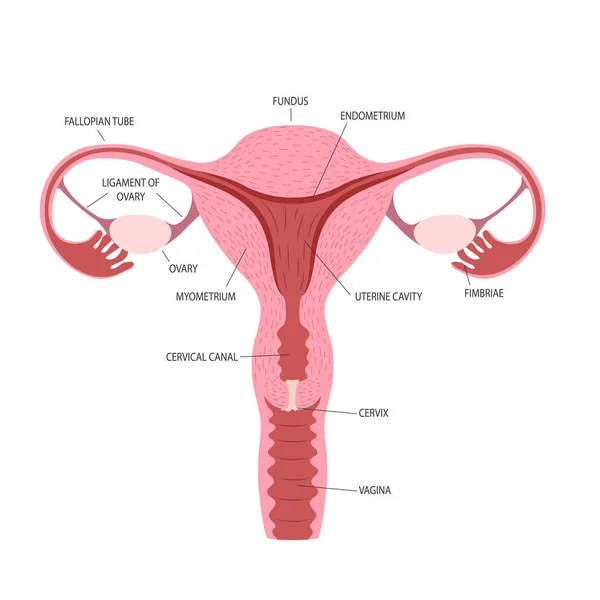 Ilustración Plana Órganos Reproductores Femeninos Con Leyendas Para Atlas Anatomía — Archivo Imágenes Vectoriales