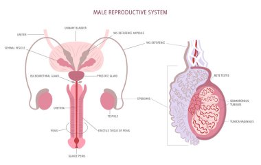 Anatomy detailed chart of man reproductive system and testicle histology. Vector illustration