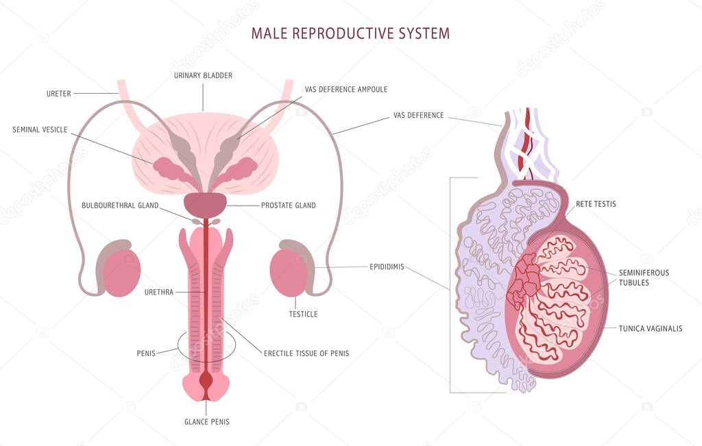 Anatomy detailed chart of man reproductive system and testicle histology. Vector illustration