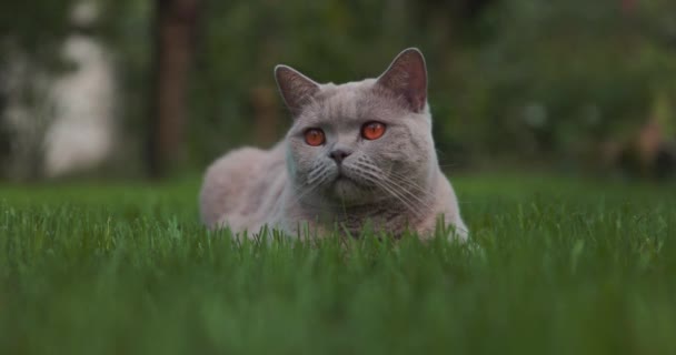 Χαριτωμένη Σκωτσέζικη Γάτα Στον Κήπο Όμορφη Σκωτσέζικη Γάτα Εξωτερική — Αρχείο Βίντεο