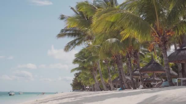 Trópusi Strand Kókuszpálmával Luxus Egzotikus Szigeten — Stock videók