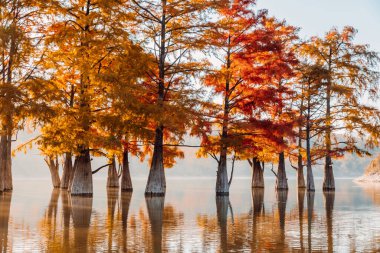 Taxodium distichum with red needles. Autumnal swamp cypresses and lake with reflection. clipart
