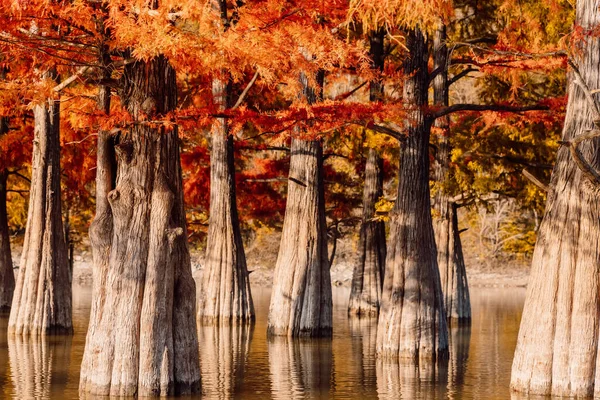 Taxodium Distichum Con Agujas Rojas Cipreses Pantano Otoñales Lago Con — Foto de Stock