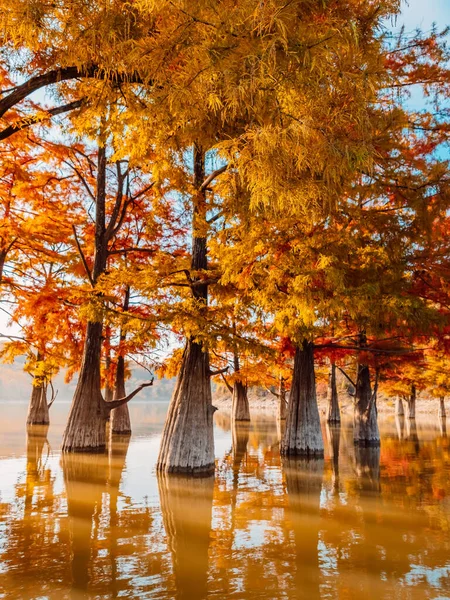 Taxodium Distichum Avec Aiguilles Rouges Cyprès Des Marais Automnaux Lac — Photo