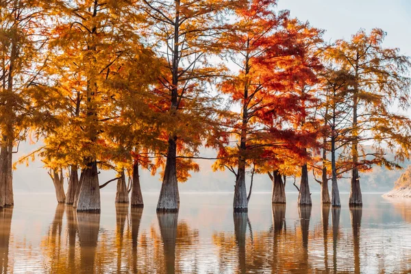 Taxodium Distichum Red Needles Autumnal Swamp Cypresses Lake Reflection — Stock Photo, Image