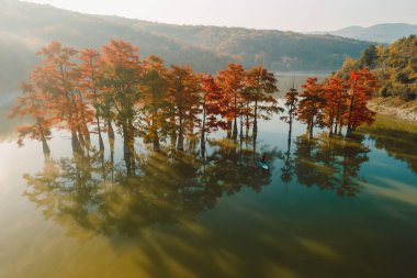 Aerial view with woman on paddle on stand up paddle board at the lake with autumnal Taxodium distichum trees and sunshine clipart
