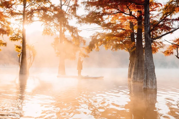 Женщина Веслах Озере Туманом Осенними Дистихумами Таксодия — стоковое фото