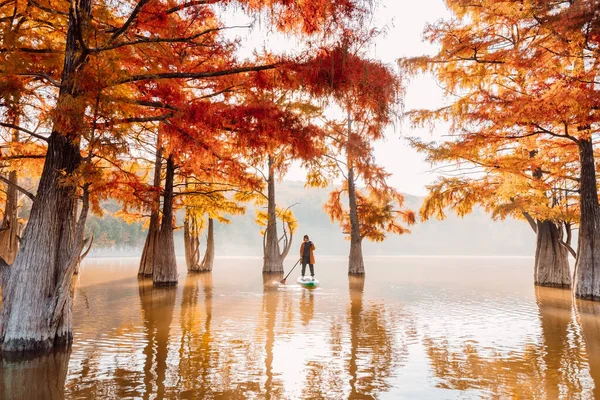 Woman Relax Stand Paddle Board Lake Reflection Taxodium Distichum Trees — Stock Photo, Image