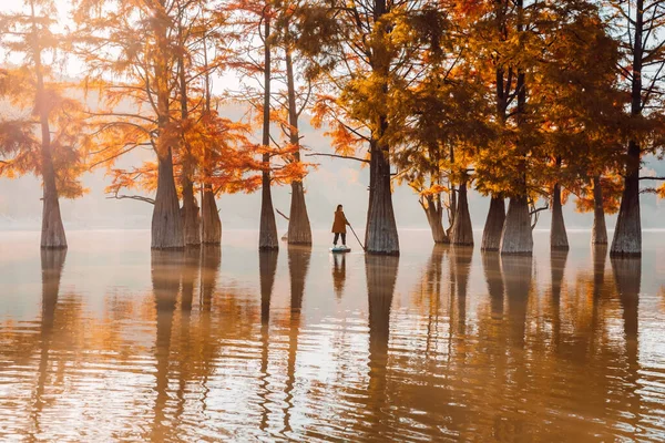 Traveller Woman Stand Paddle Board Lake Taxodium Distichum Trees Autumn — Stock Photo, Image