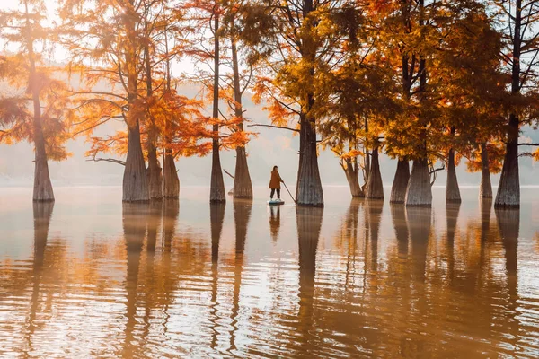 Wanderin Auf Stand Paddle Board See Mit Taxodium Distichum Bäumen — Stockfoto