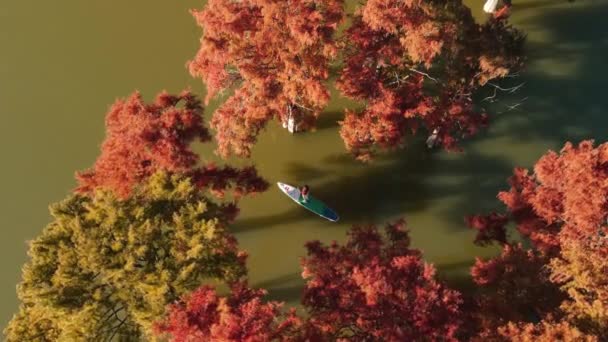 2021年10月20日 ロシアのアナパ 秋のタクソジウムの木と湖でスタンドアップパドルボード上の旅行者との空中ビュー — ストック動画