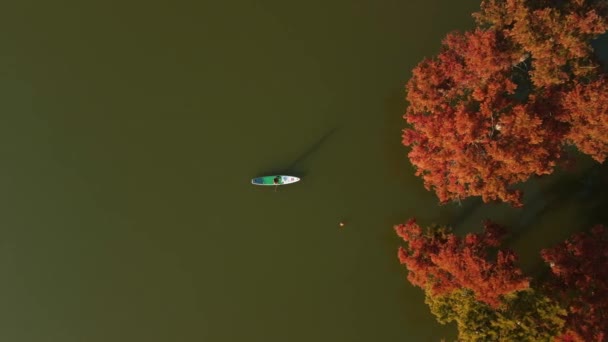2021年10月20日 ロシアのアナパ 秋のタクソジウムの木と湖でスタンドアップパドルボード上の旅行者との空中ビュー トップ表示 — ストック動画
