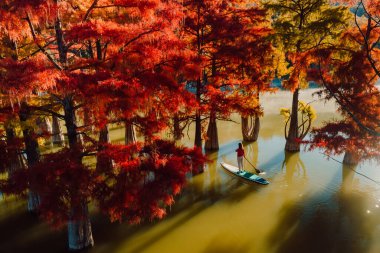 İnsansız hava aracı görüntüsü, göl ve sonbahar Taxodium distichum ağaçları ve güneş ışığı üzerinde kürek çeken yolcu ile birlikte.